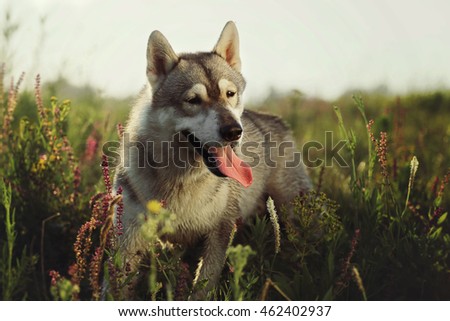 The dog is standing in the forest. Siberian husky standing looking.
