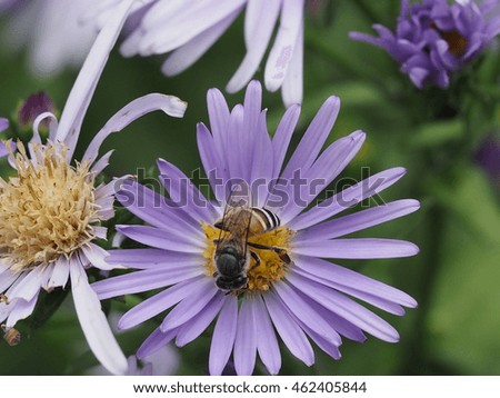 close up of honey bee sucking nectar from blooming daisy flower