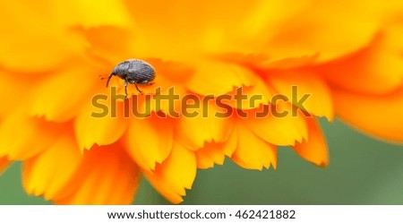Weevil on marigold