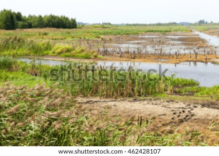   photographed the territory in which is located the marsh, the end of the summer season, open space, defocus