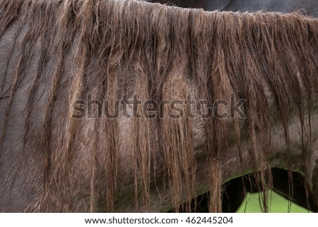Close up shot of horse mane in the rain 