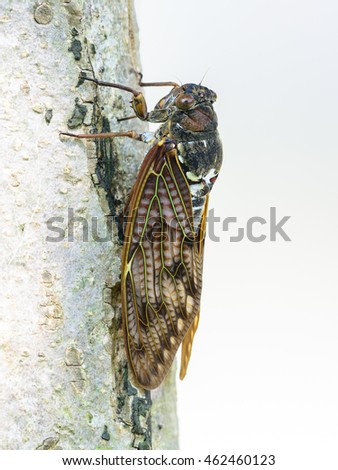 A Japanese Minminzemi (Oncotympana maculaticollis) or cicada insect isolated on a tree in japan.