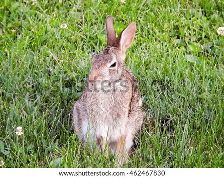 Dozing brown rabbit sitting up in grass