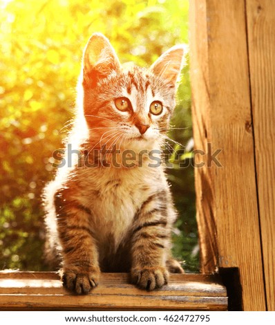 gray stripe kitten close up photo on the porch on the sunny garden background