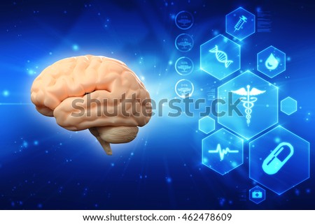 3d rendering human brain