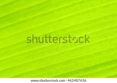 Texture background fresh green banana leaf texture.