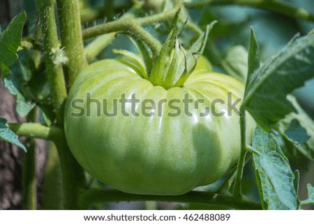 Tomatoes in the garden. Green tomatoes growing on the bush, plant..