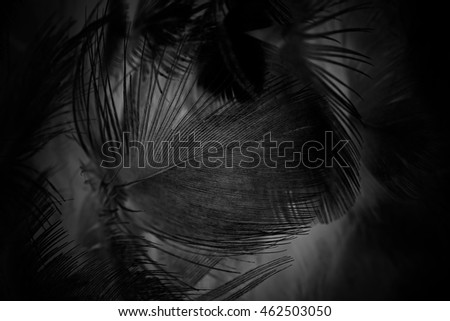 feather wool dark black background