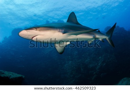 Galapagos Shark Royalty-Free Stock Photo #462509323