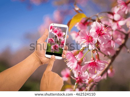 Man using a smart phone to take a photo of a pink tropical flower