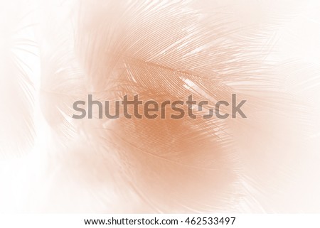 Brown feather texture abstract background
