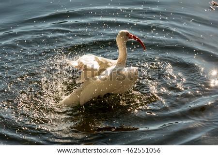 Animals in Wildlife - White Egrets on lake Eola, Orlando, Florida