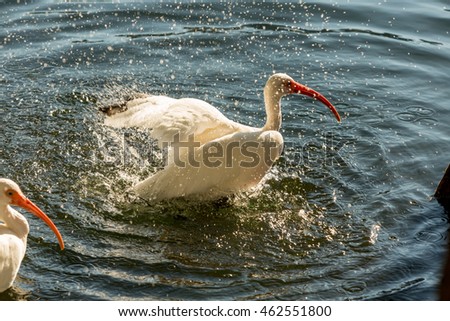 Animals in Wildlife. White Egrets on lake Eola, Orlando, Florida. White Heron splashing in a lake