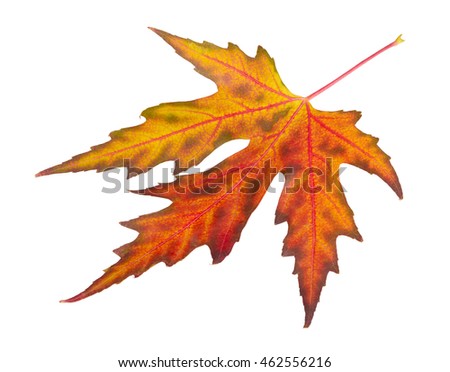 Autumn maple leaf isolated on white background  