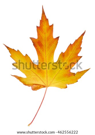 Autumn maple leaf isolated on white background  