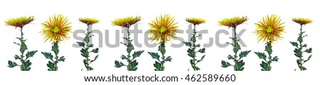  Pattern flower  green  chrysanthemum on a long stem with green leaves. Website template.