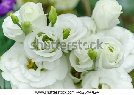 bouquet of lisianthus /  Eustoma flowers  in the garden,the plant that look like a rose but without thorns.