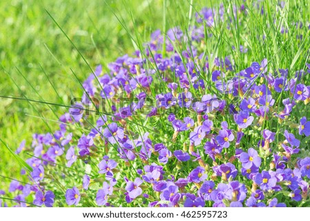 Tiny violet decorative flowers Aubrieta in sunshine ornamental garden stock photo with shallow DoF and selective focus