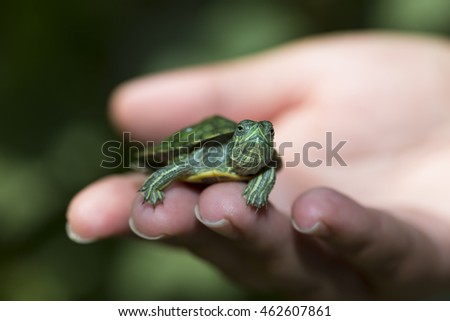 Nature Concept. Woman's hand holds red ear tortoise with blurry green background