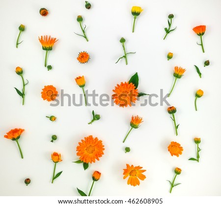 Colorful bright pattern of orange calendula flowers on white background. Flat lay, top view, natural background