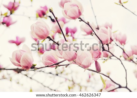 Flowers of magnolia tree over blue sky in springtime