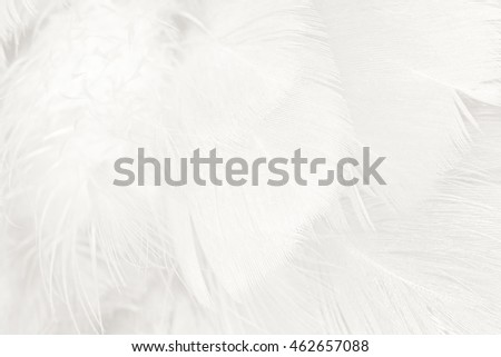 Black and white vintage color trends feather texture background
