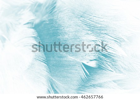 soft feather luxurious color turquoise emerald green texture background