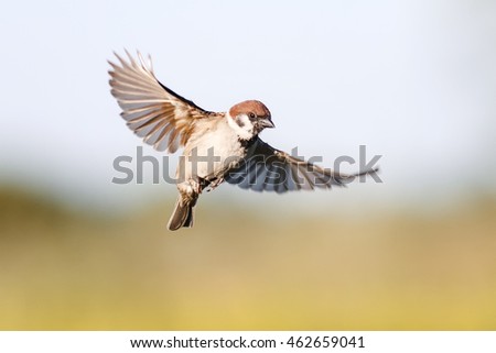 little bird Sparrow flutters in the sky in the summer Royalty-Free Stock Photo #462659041