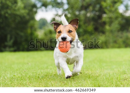 Funny pet dog playing with orange toy ball Royalty-Free Stock Photo #462669349