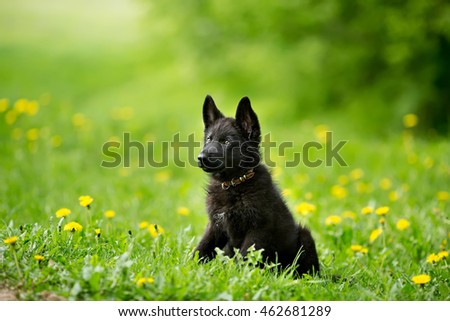 German shepherd puppy of black colour. sitting on the lawn. looking to the side