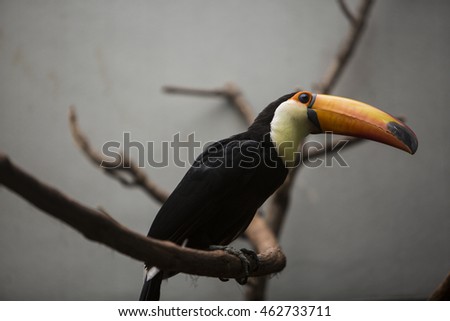 Toco Toucan on a branch against a grey background.