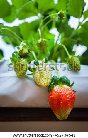 Strawberry fruits on the branch in the planting strawberry,Malaysia.