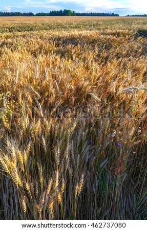 Sown field of wheat, sunset and traveling about the ears of Golden color.
