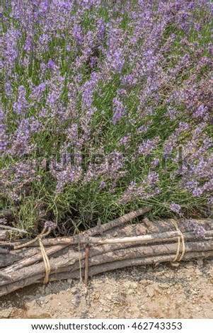 Blooming lavender field in Hokkaido, Japan