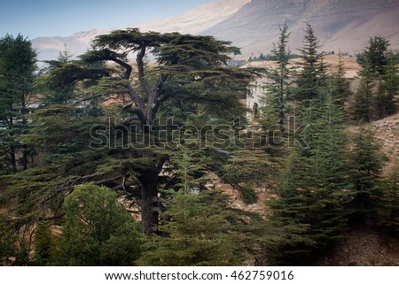Cedar forest in Bsharri, Lebanon. Royalty-Free Stock Photo #462759016