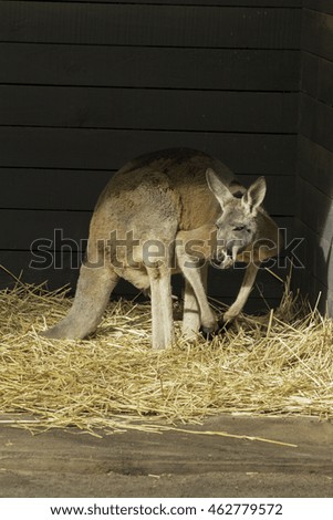 Kangaroo in his home
