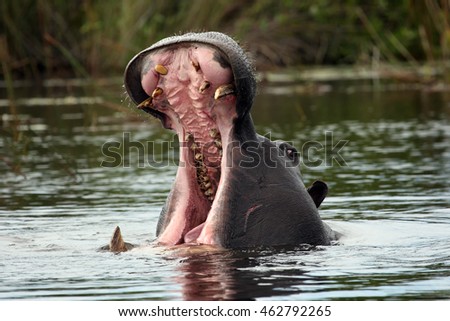 The common hippopotamus (Hippopotamus amphibius), or hippo aggressive with its mouth open. Big hippo muzzle in the water.