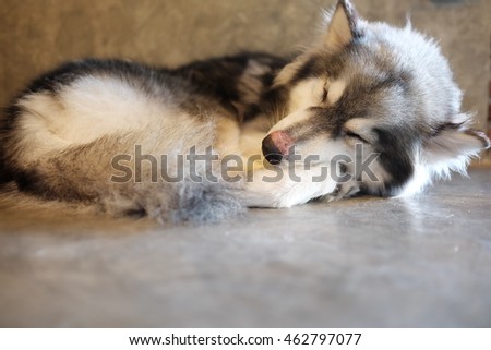 siberian huskey cute dog