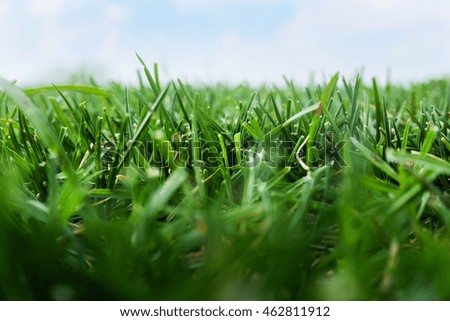 Summer blue sky. Nature landscape. Meadow with green grass, plants. Sunny spring scene.