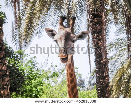 Head of a giraffe walking in jungle