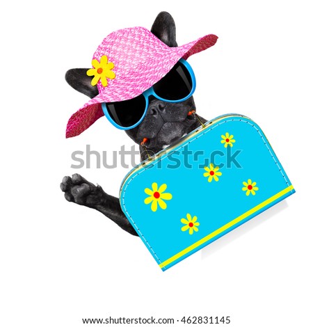 french bulldog dog  with luggage bag  , ready for summer vacation holidays, isolated on white background