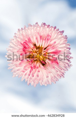pink chrysanthemum flower on the white background