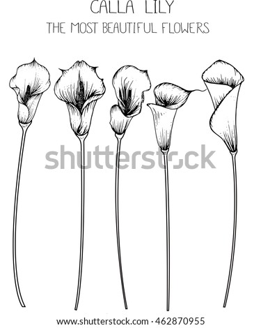 drawing flower.
calla lily clip art  or illustration.