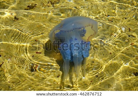 Jellyfish swimming in the Black Sea