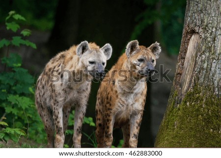 Spotted Hyena (Crocuta crocuta) observes its surroundings in its territory