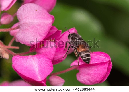 Macro of a bee in a yellow and lilac flower
