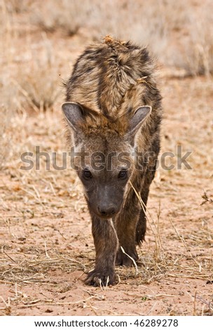 Spotted Hyena (Crocuta crocuta) skulking in the Kalahari