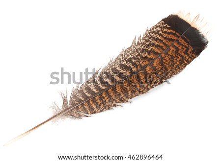 Feather of turkey isolated on a white background Royalty-Free Stock Photo #462896464