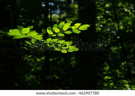 Close-up of green Leaves on Branches. Leaves on a sunny Morning. View of natural green Leaves.