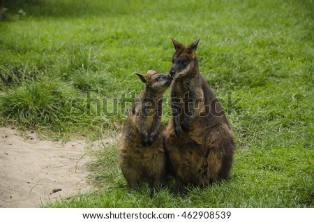 Two kangaroos sitting on the ground